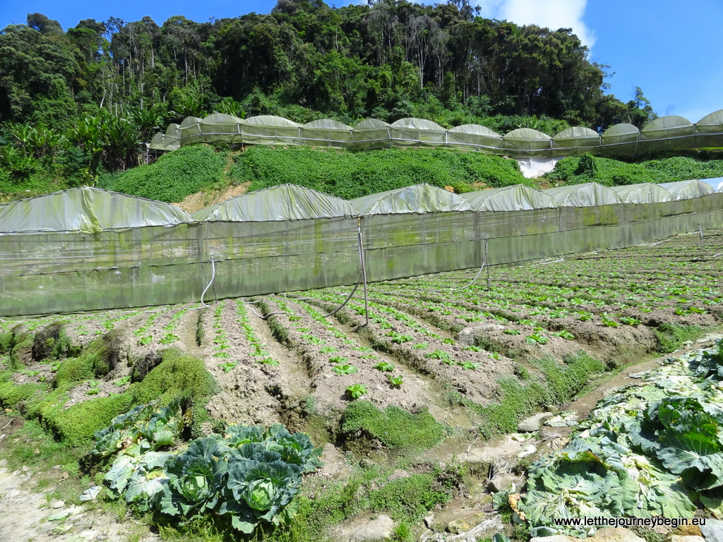 Farms in Cameron Highlands