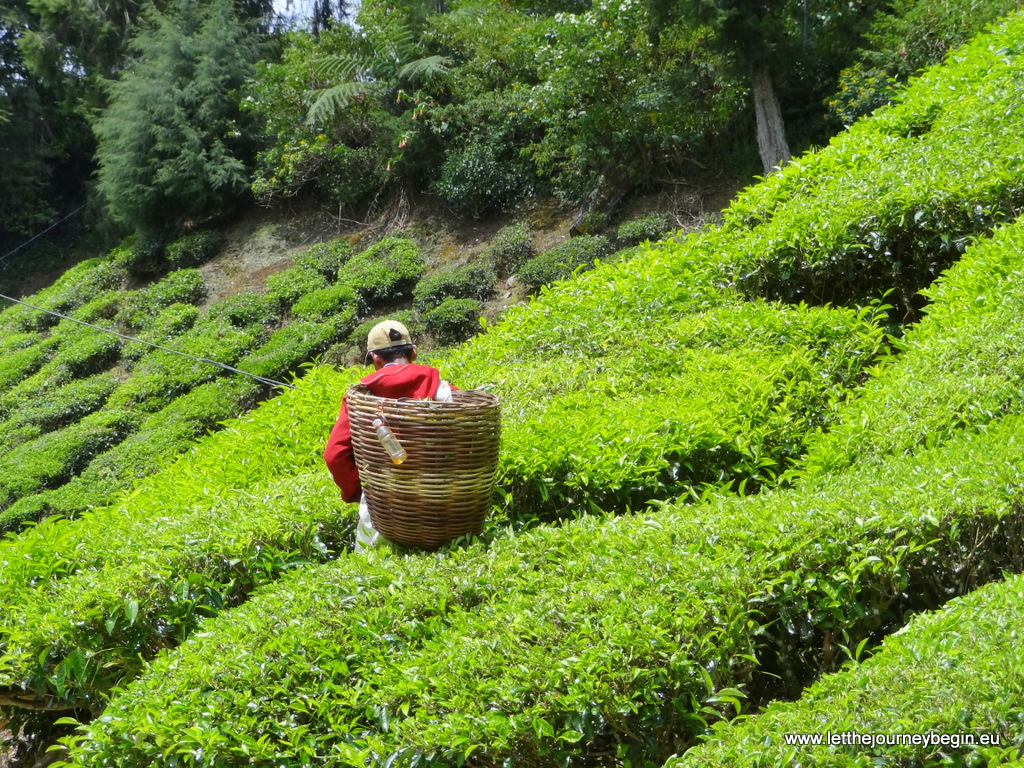 Worker gathering tea leaves at Boh tea plantation