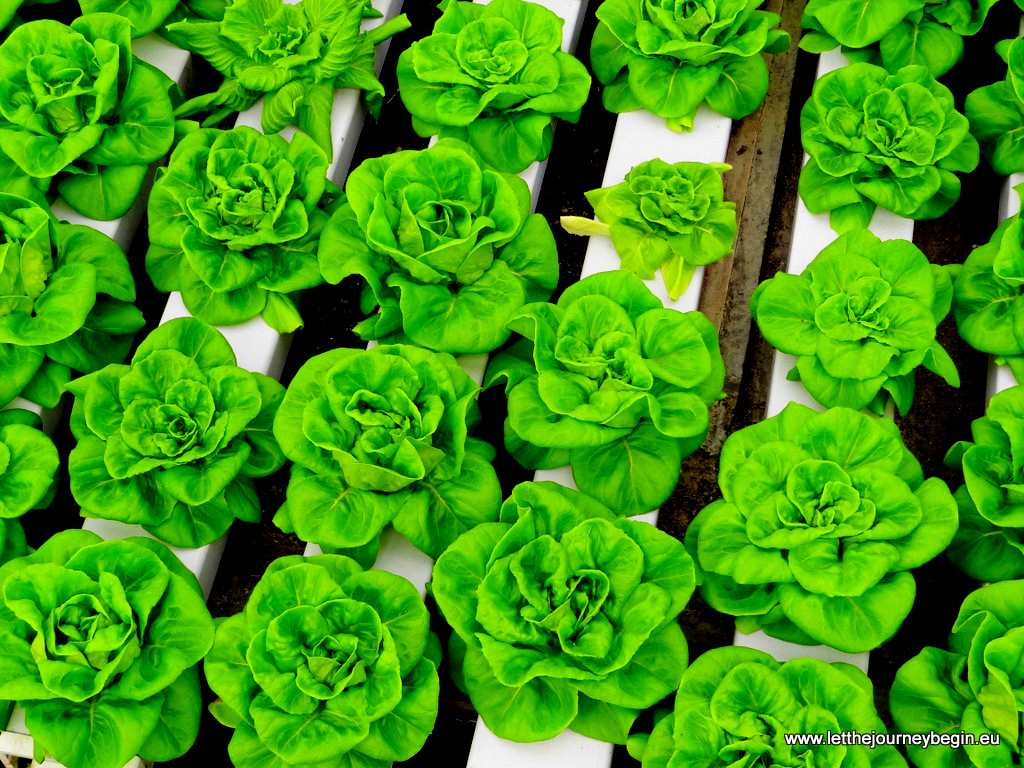 Growing salad at Cameron Highlands