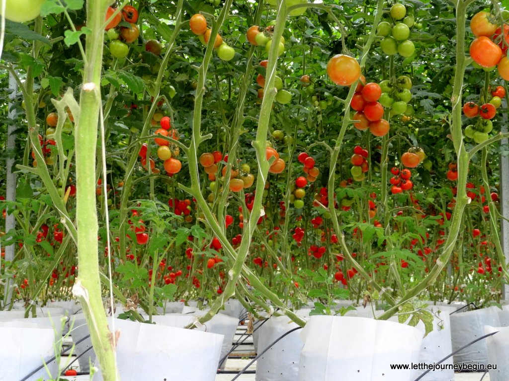 Tomato plantation at Cameron Highlands