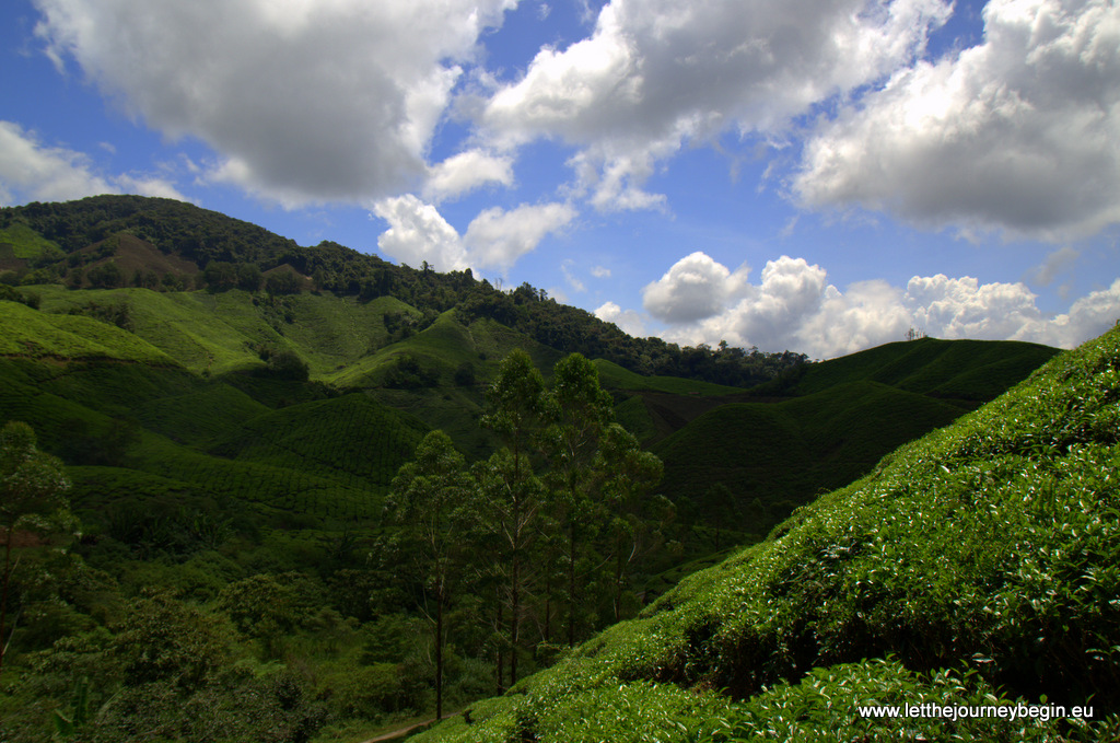 Cameron Highland tea plantation