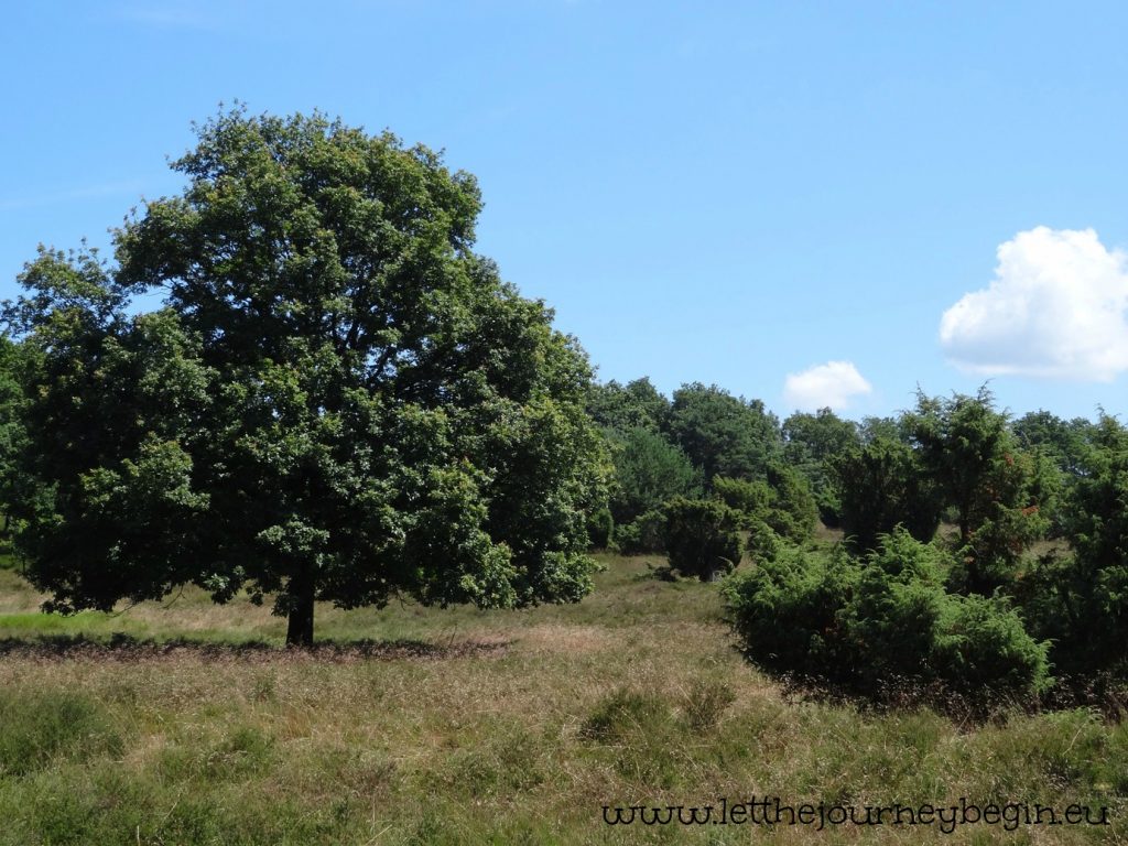 The heath landscape