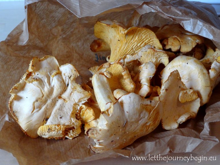 Chanterelle Cream Sauce with Bacon Let the Journey Begin