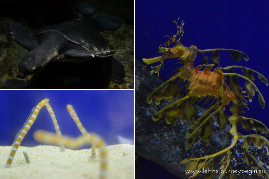 Singapore aquarium fish