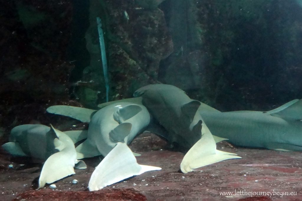 aquarium sharks