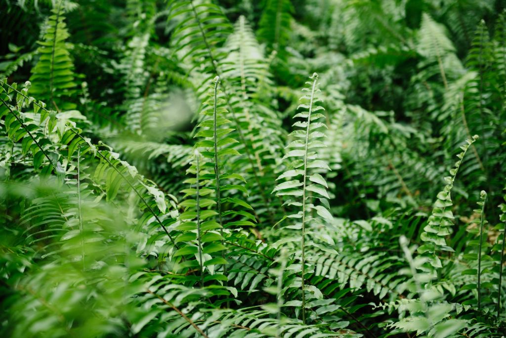 Midsummer in Latvia | fern flowers