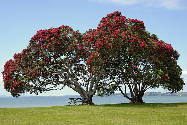 Pohutukawa Cornwallis