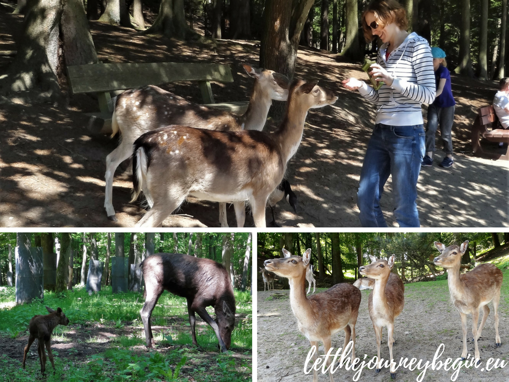 Family staycation in Hamburg - Wildpark Schwarze Berge